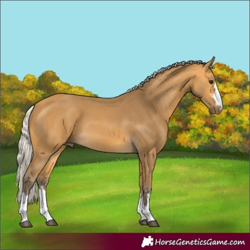 Horse Color:Silver Buckskin 