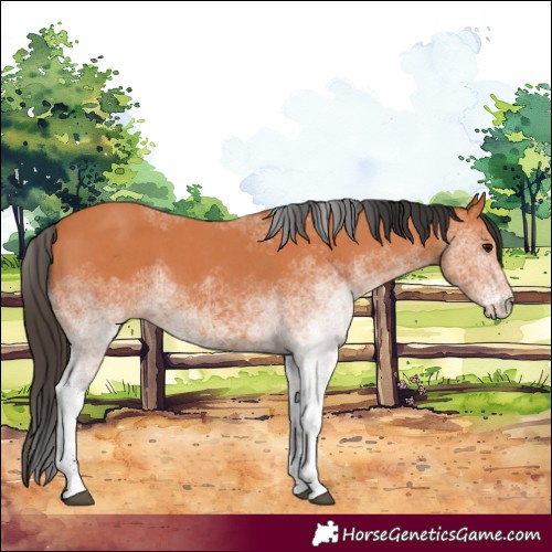 Horse Color:White Spotted Bay 