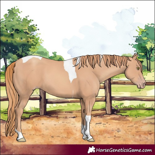 Horse Color:Gold Champagne Tobiano