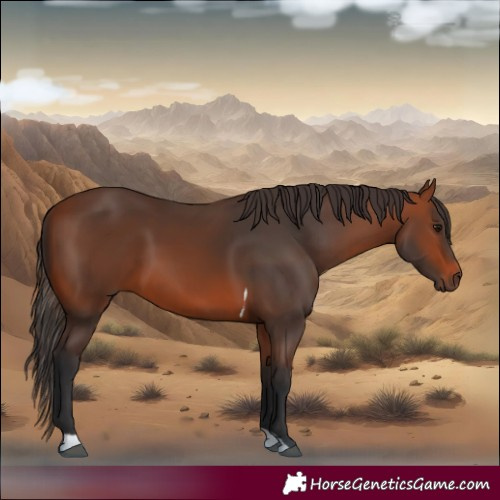 Horse Color:Bay Tobiano Rabicano 