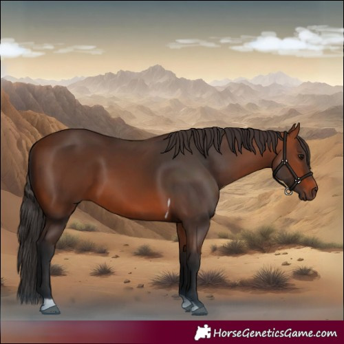 Horse Color:Bay Tobiano Rabicano
