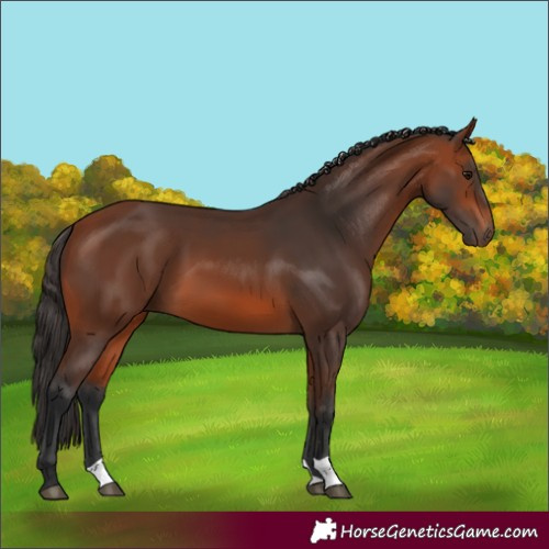 Horse Color:Bay 