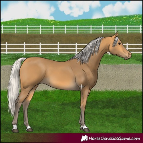 Horse Color:Silver Buckskin 