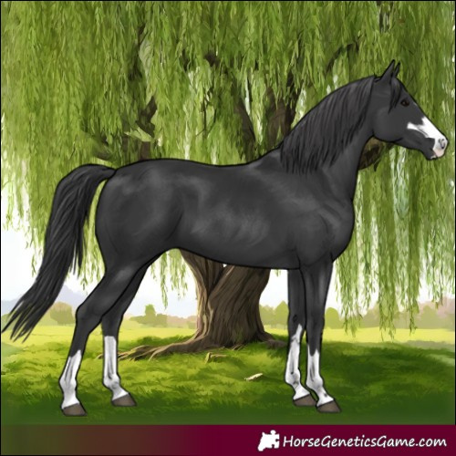 Horse Color:Black 