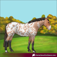 Horse Color:Bay Roan Frame Near Leopard 