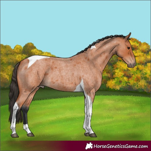 Horse Color:Bay Roan Tobiano