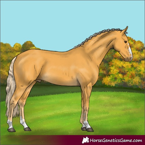 Horse Color:Palomino