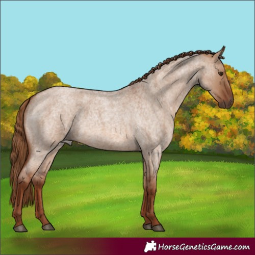 Horse Color:Red Dun Roan