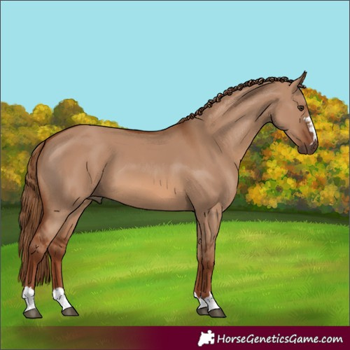 Horse Color:Red Dun