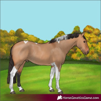 Horse Color:Bay Dun Tobiano Rabicano 