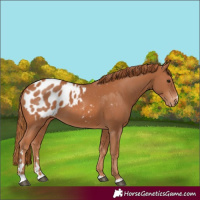Horse Color:Chestnut Blanket 