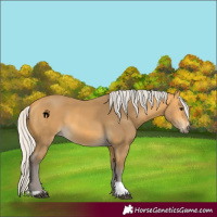 Horse Color:Silver Buckskin 