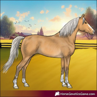 Horse Color:Silver Buckskin 