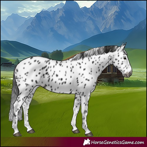 Horse Color:Gray Black Leopard