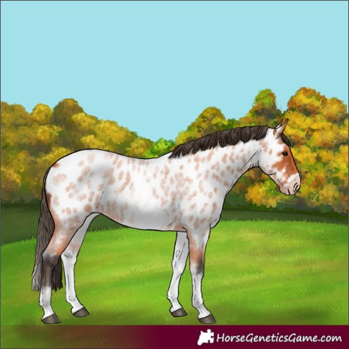 Horse Color:White Spotted Bay Roan Frame Near Leopard 