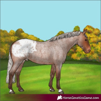 Horse Color:Silver Brown Roan Blanket Rabicano
