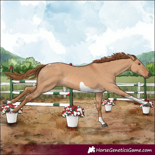 Horse Color:Red Dun Tobiano