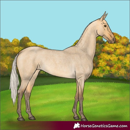 Horse Color:Silver Buckskin Roan Dun 
