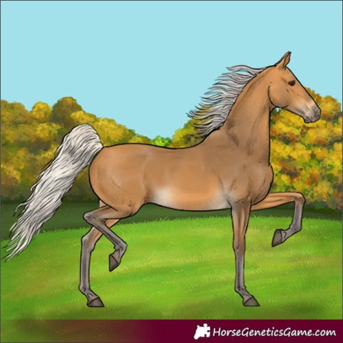 Horse Color:Silver Buckskin