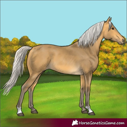 Horse Color:Silver Buckskin 
