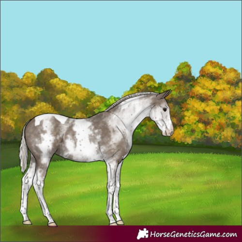 Horse Color:White Spotted Silver Smoky Black Tobiano 
