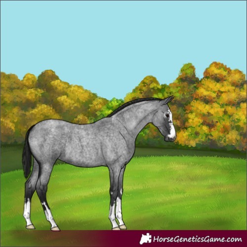 Horse Color:Gray Smoky Blue Roan 