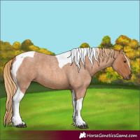 Horse Color:Red Roan Tobiano 