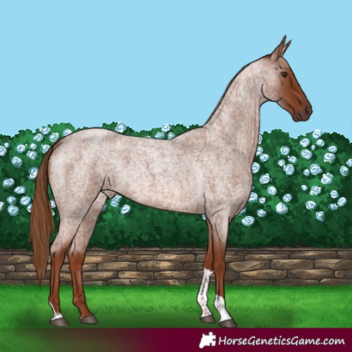 Horse Color:Red Roan Tobiano