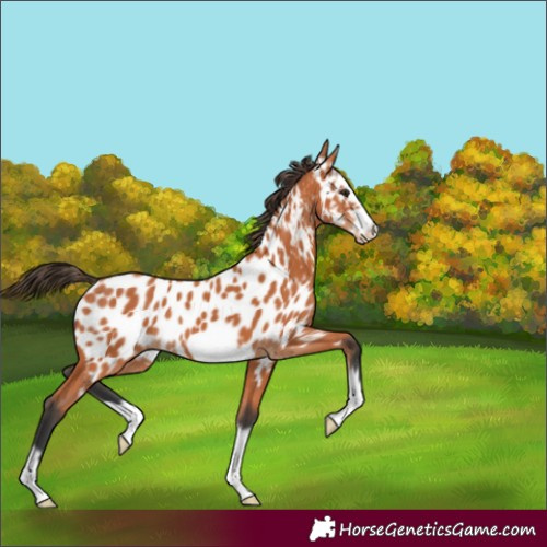 Horse Color:Bay Splash Frame Appaloosa 