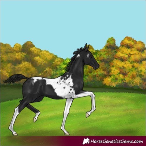 Horse Color:Gray Black Tobiano