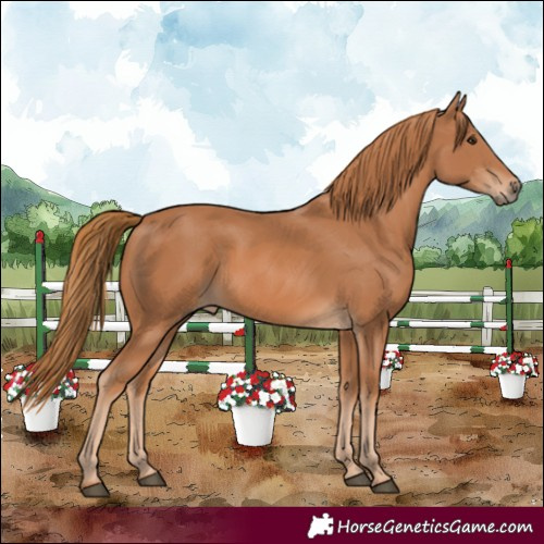 Horse Color:Chestnut 