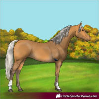 Horse Color:Silver Buckskin 
