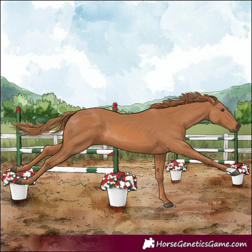 Horse Color:Chestnut 