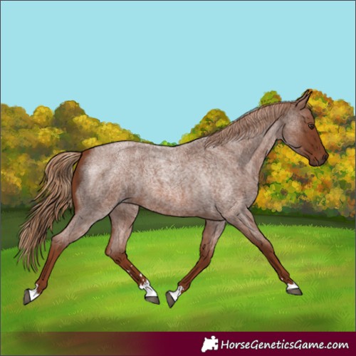 Horse Color:Red Roan