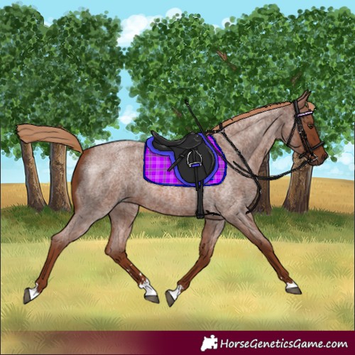 Horse Color:Red Roan