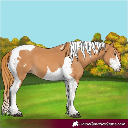 Horse Color:Chestnut Sabino Tobiano