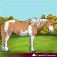 Horse Color:Chestnut Sabino Tobiano 