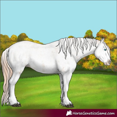 Horse Color:White Spotted Bay Splash and White Spotted Chestnut Splash