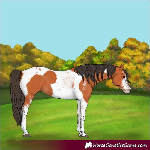 Horse Color:Bay Sabino Tobiano
