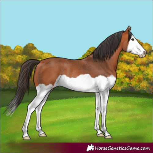 Horse Color:Bay Splash Frame Rabicano 