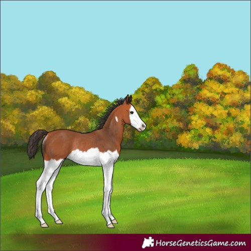 Horse Color:Bay Splash Frame Rabicano