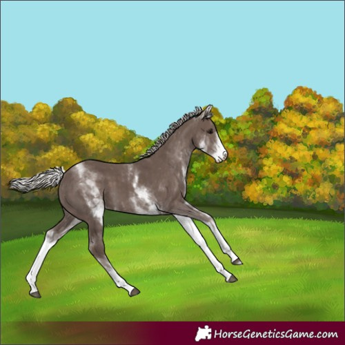 Horse Color:White Spotted Silver Black