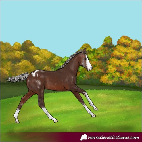 Horse Color:White Spotted Silver Brown Appaloosa
