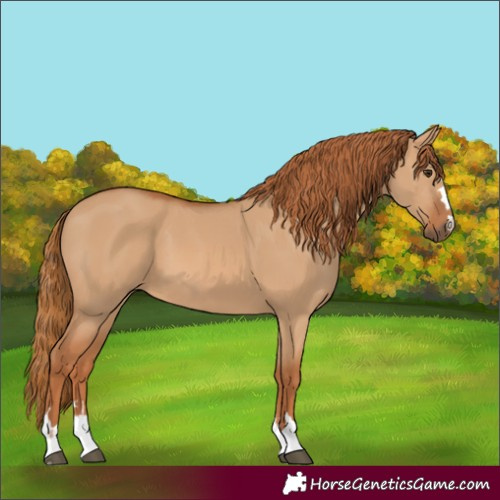 Horse Color:Red Dun