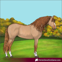 Horse Color:Red Dun 