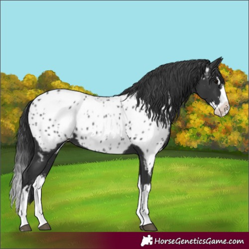 Horse Color:Black Splash Appaloosa 