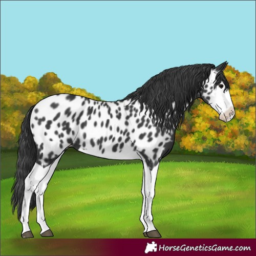 Horse Color:Black Splash Appaloosa 