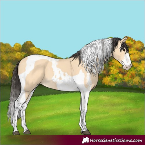 Horse Color:Buckskin Sabino Tobiano 