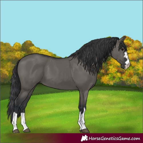 Horse Color:Grullo