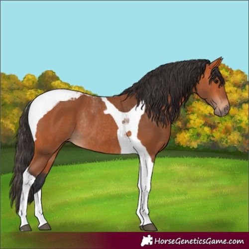 Horse Color:Bay Tobiano Rabicano 